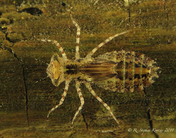 Pachydiplax longipennis, nymph